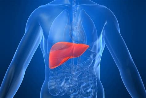 We hope this picture liver location in the human body can help you study and research. Common things about liver and its health cure - The Ayurveda