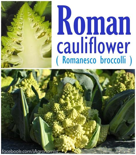 Prized by gourmet chefs, this italian heirloom bursts with flavor. Romanesco broccoli : Roman cauliflower ::: http://www ...
