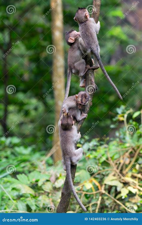 Group Of Young Monkeys Climb Up A Thin Tree In The Ubud Jungle Monkeys