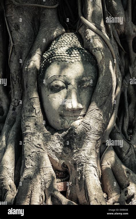 Buddha Head In Tree Roots Ruins Of Wat Mahathat Unesco World Heritage