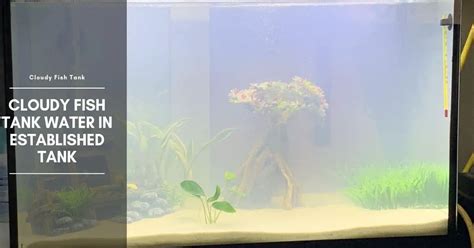 Cloudy Water In An Established Aquarium Why Is It Cloudy How To Fix It