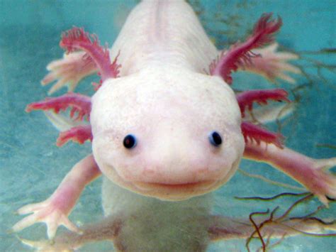 Axolotl Axolotl Pictures Diet Breeding Life Cycle Facts