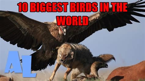 Top 10 Biggest Birds In The World Youtube