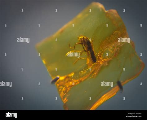 Fossilized Baltic Amber With Insect Inside Stock Photo Alamy