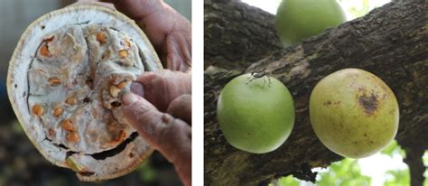 The Fruit Of The Morro Tree Crescentia Alata Scott Meadows Chowdhry