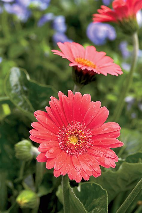 How To Care For Gerbera Daisies Spring Perennials Pansies Flowers