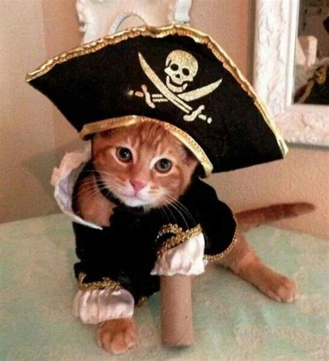 Kitty Pirate Love His Peg Leg Funny Animal Photos Funny Cat Pictures