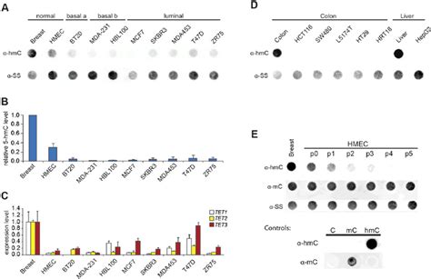 Reduced Global 5hmc Levels And Tet123 Gene Expression In Human Cell