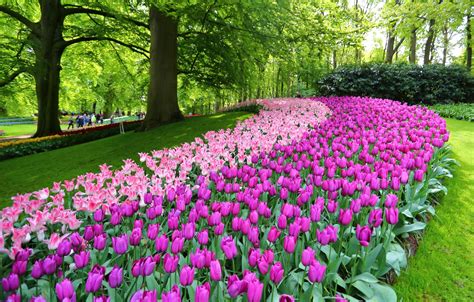 Wallpaper Flowers Park Tulips Netherlands Netherlands Keukenhof