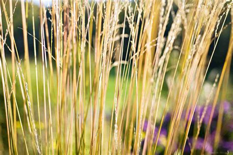 The Best Ornamental Grasses For Fall Color