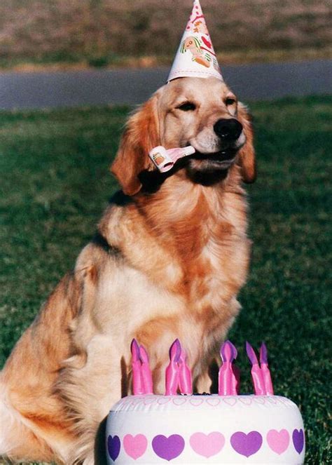 Golden Retriever Dog Birthday Photograph By Kathy Sidjakov