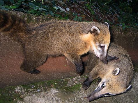 Over one third of all animal species call the amazon rainforest home. Amazon Rainforest Animals | or ring-tailed coati, Nasua ...