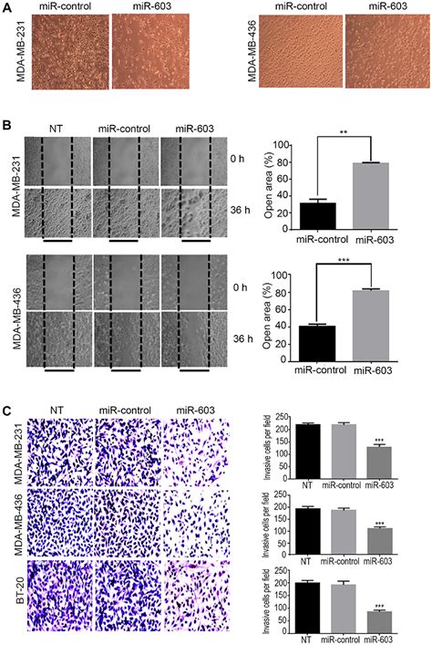 correction microrna 603 acts as a tumor suppressor and inhibits triple negative breast cancer