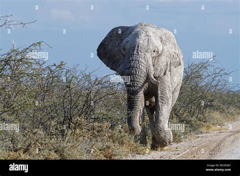 African Bush Elephant Loxodonta Africana Adult Male Covered With Dry