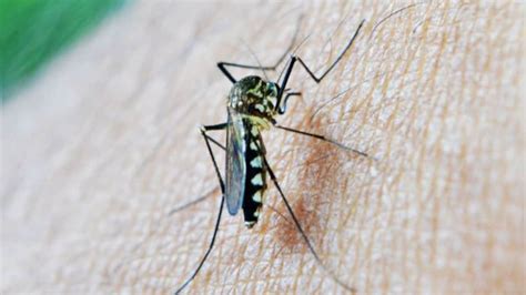 Are You A Mosquito Magnet Why Your Soap May Be To Blame Firstpost