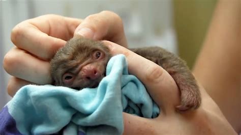 Cutest Baby Animals Bbc Earth Youtube