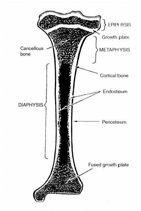 Oct 01, 2019 · parts of long bones. Long Bone Diagram / Chapter 5: Bones - Kinesiology 170 ...