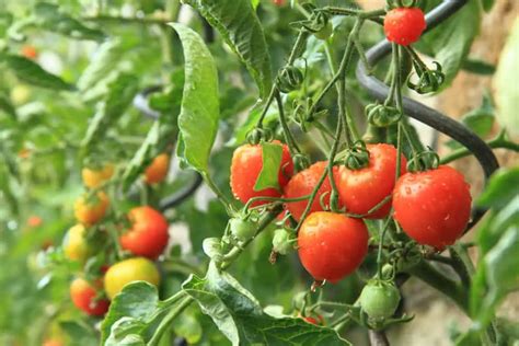How To Get Rid Of Red Bugs On Tomato Plants Cutting Edge Plants