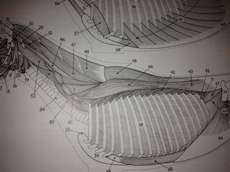 Die besten übungen für den trapezmuskel haben wir für euch gesammelt und in einer liste zusammengestellt. Mein Leben mit meinen Pferden: Der Trapezmuskel