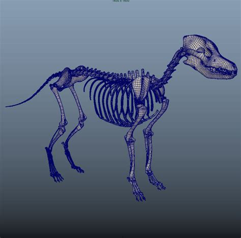 Dog Skeleton 3d Model 25 Ma Fbx Free3d