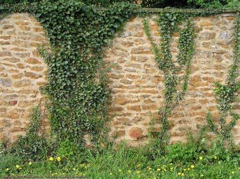 Reference Vine Covered Wall Ivy Wall Vine Fence Environment Design