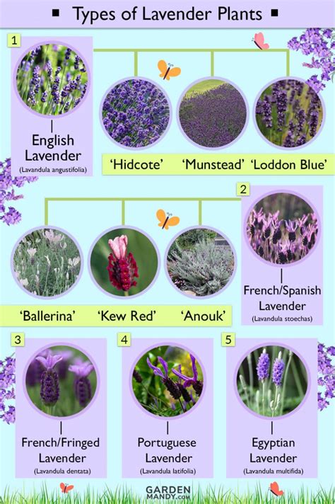 List Of Different Types Of Lavender Plant With Pictures Lavender
