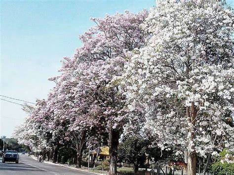 Keindahan tekoma musim sakura malaysia. Pelik! Gambar Kedah Dilanda Musim Bunga Sakura 2014 ~ ScaniaZ