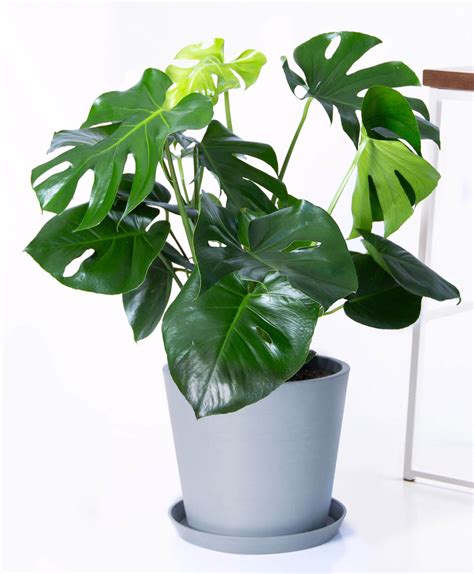 Buy something that likes to live the way you do, advises gwenn fried, manager of the horticulture therapy program at nyu langone. 11 Best Large Indoor Plants You Must Have in Your Home