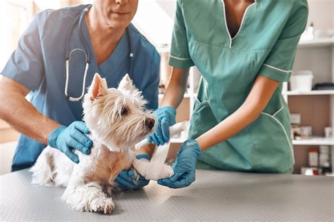 Salaries below this are outliers. Top Pet Emergencies That Need Immediate Care - Forever Vets