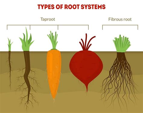 Roots And Tuber Crops In 2021 Taproot Root System Root