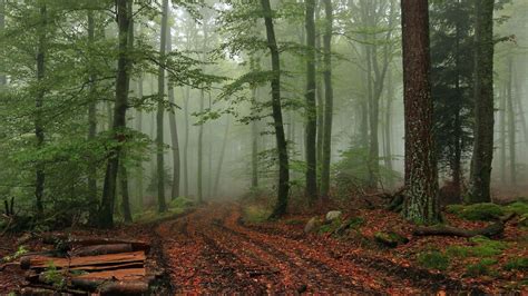 Foggy Forest Wallpapers Wallpaper Cave