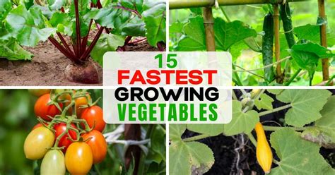 Fastest Growing Vegetables And Fruits Fastest Growing Vegetables In