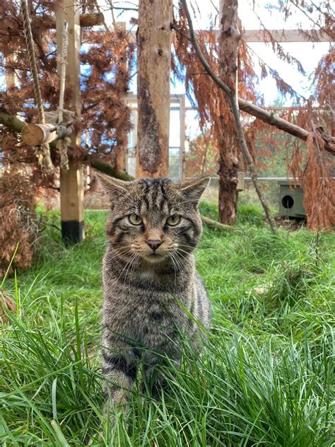 Scottish Wildcat Kittens To Be Released Into The Cairngorms In 2023