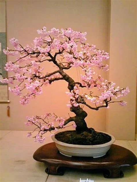 The following selection of bonsai trees are indoor bonsai trees which will do well indoors or outdoors in temperatures above 50 degrees f. Flowering bonsai #indoorbonsaitrees | Japanese bonsai tree ...