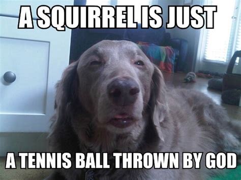 45 Funny Dog Memes Dogtime