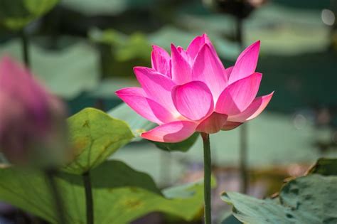 Premium Photo Close Up Pink Lotus Nelumbo Nucifera Gaertn In The