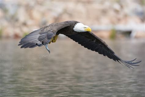 American Eagle Free Stock Photo Public Domain Pictures