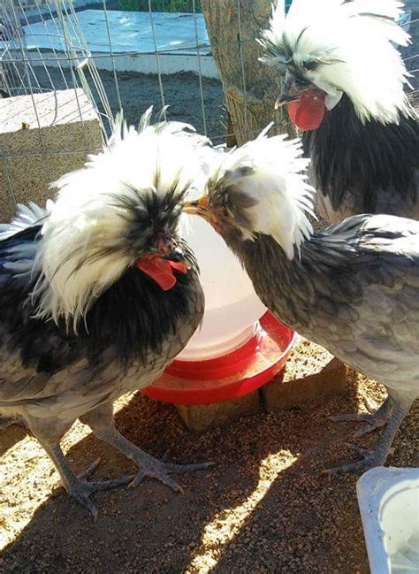 white crested blue polish chicken for sale cackle hatchery®
