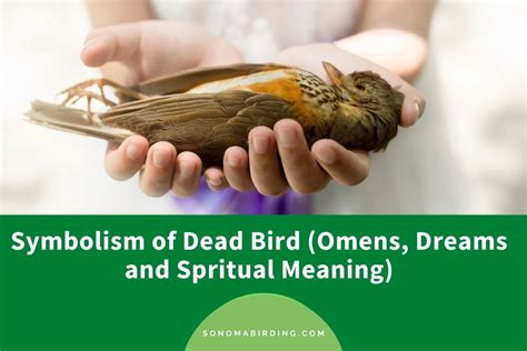 Dead Bird Symbolism Omens Dreams And Spiritual Meanings Sonoma