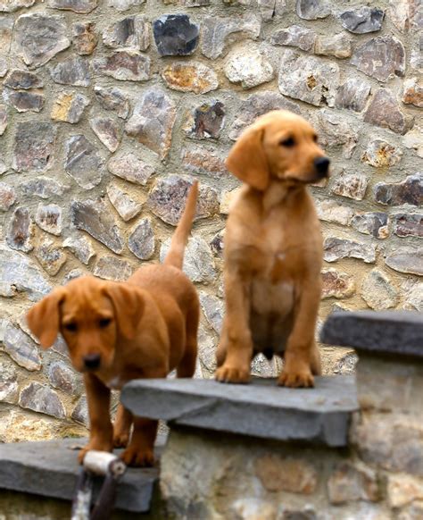 The cheapest offer starts at £150. Fox Red Labrador Pups | Chard, Somerset | Pets4Homes