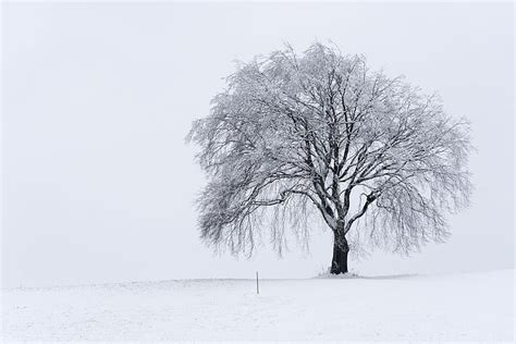 2400x1350px Free Download Hd Wallpaper Lonely Snow Tree Winter