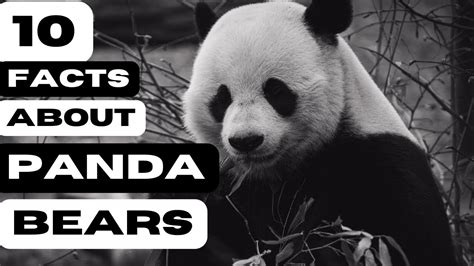 10 Facts About Panda Bears Youtube