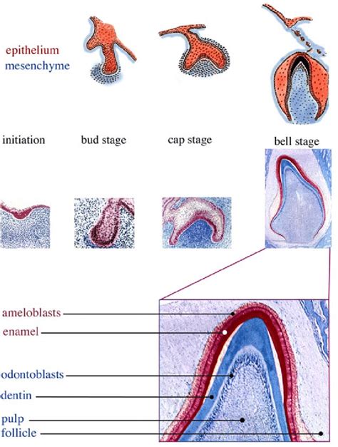 Stages Of Tooth Development Histology