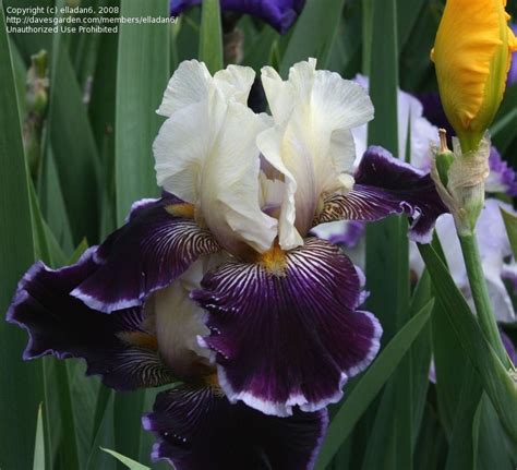 Plantfiles Picture 5 Of Tall Bearded Iris Wild Vision Iris