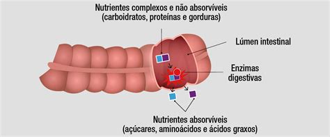 Saiba Mais Sobre O Processo De Digestão Dos Alimentos