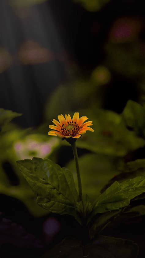 Download 720x1280 Wallpaper Yellow Daisy Sunlight Plant Portrait