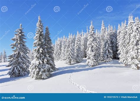 Pine Trees In The Snowdrifts Blue Sky On The Lawn Covered With Snow