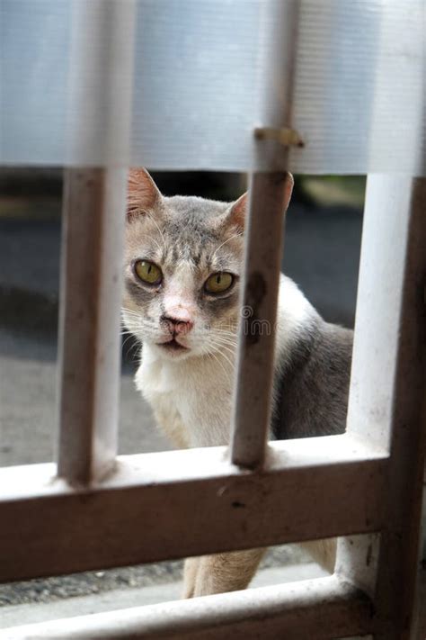 Cat Looking Over The Fence Stock Image Image Of Cats 259704985