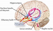 Amygdala function, location & what happens when amygdala is damaged