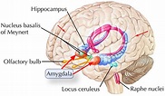 Amygdala function, location & what happens when amygdala is damaged